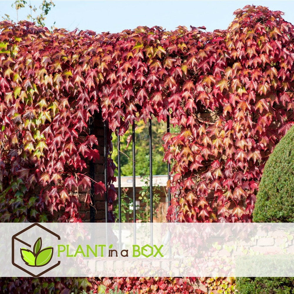 Set de 6 parthenocissus 'wild winged' - pot 9cm - hauteur 25-40cm