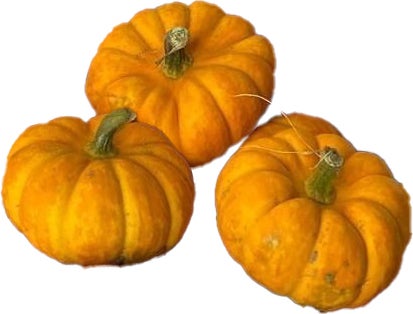 Pompoen (Cucurbita 'jack be little') D 4 cm