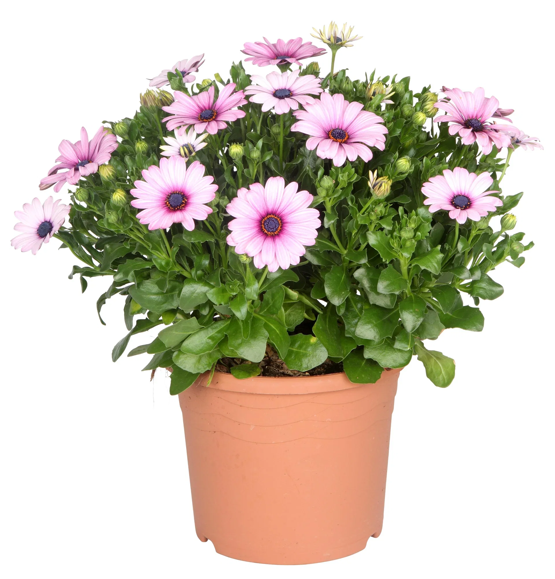 Osteospermum ecklonis Spansk margeritt Ø21 cm