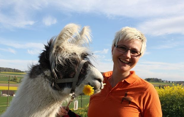 Lamatrekking in Attiswil als Geschenkidee