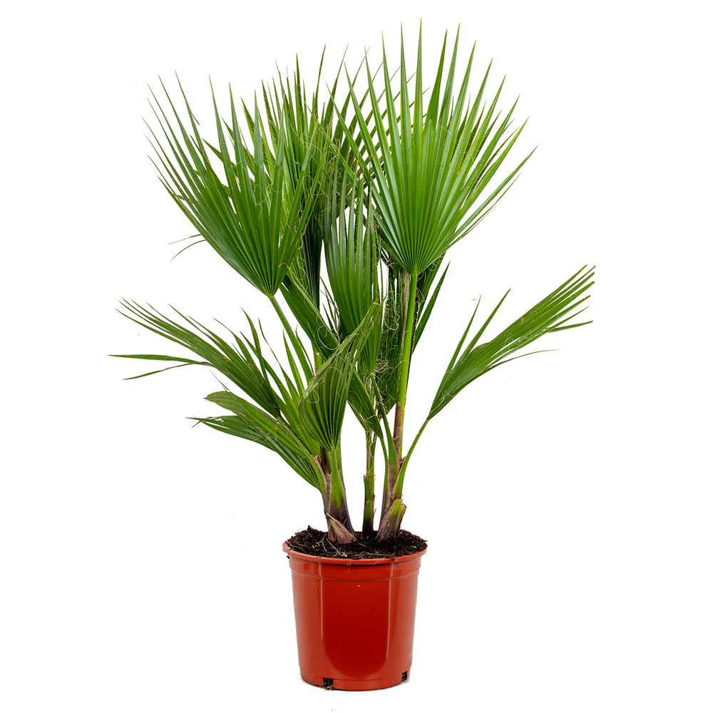 Washingtonia robusta - palmier mexicain - palmier - rustique – ⌀21 cm – ↕80-100 cm