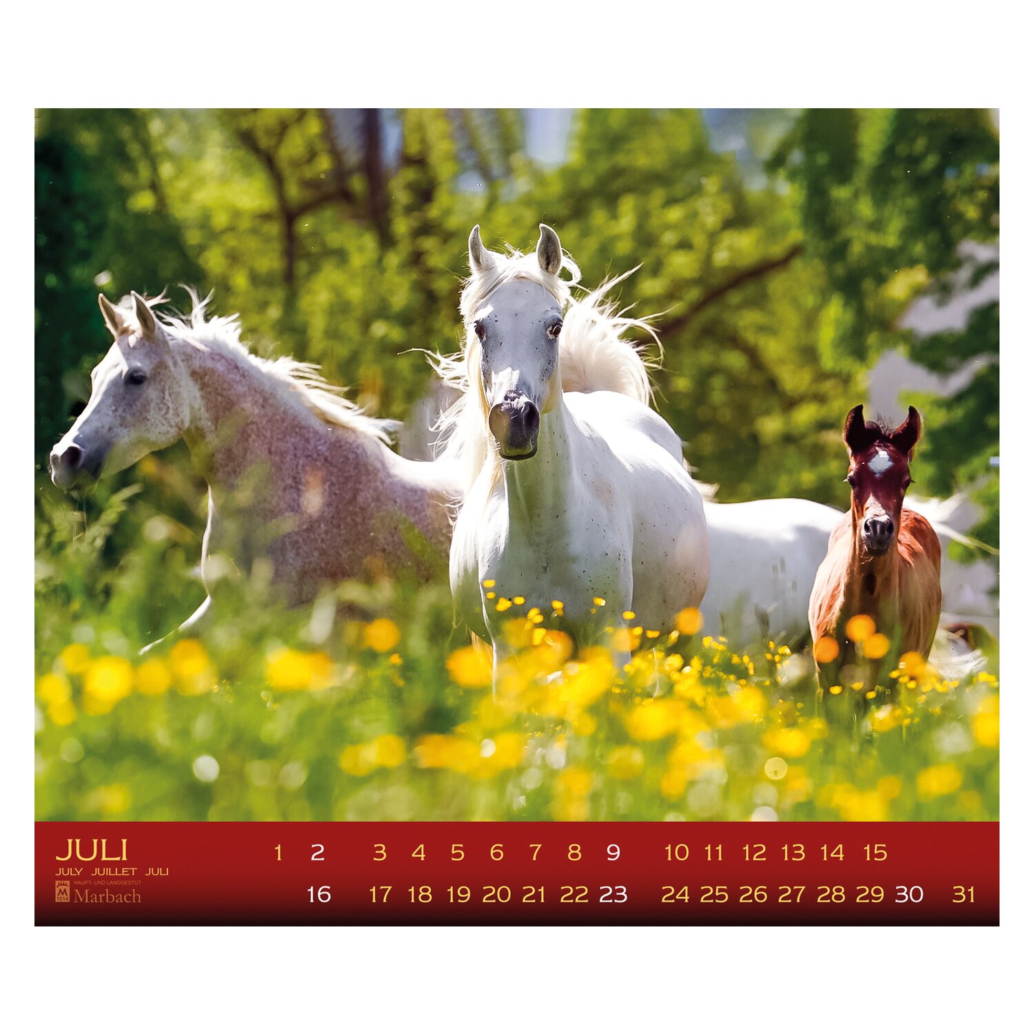 Kalender Haupt- & Landgestüt Marbach  - 2025