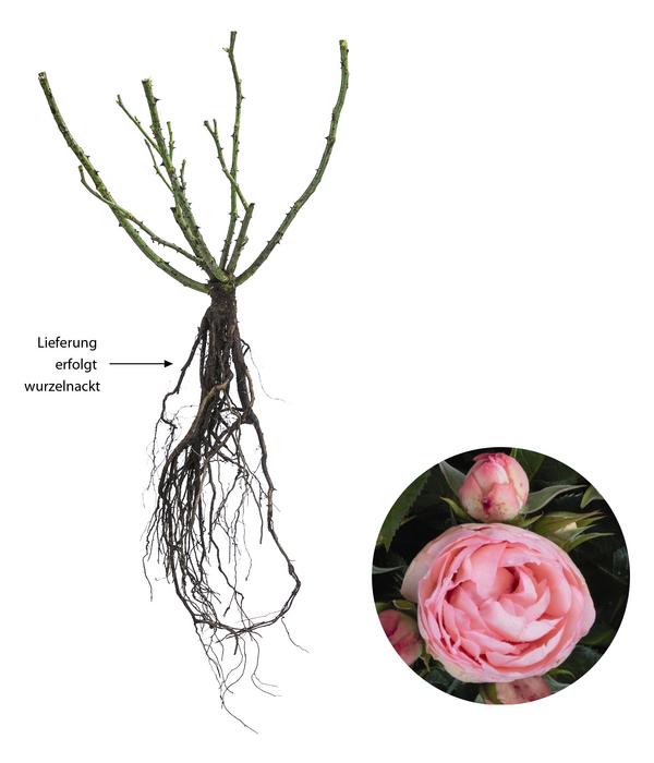 Noblesse® Spray-Rose 'Lovely Rokoko®'