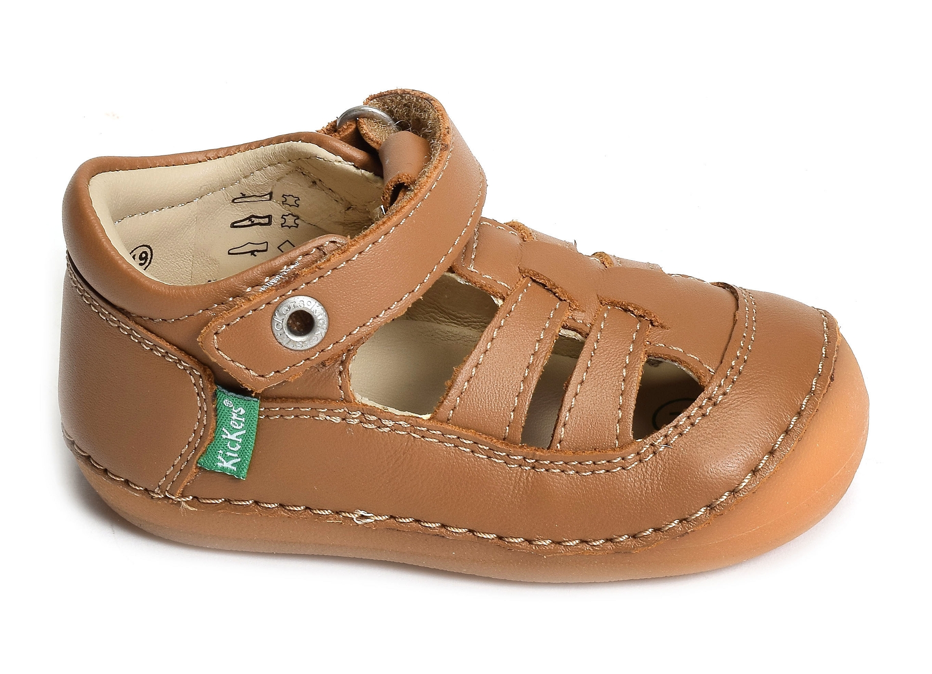 Sushy boy camel