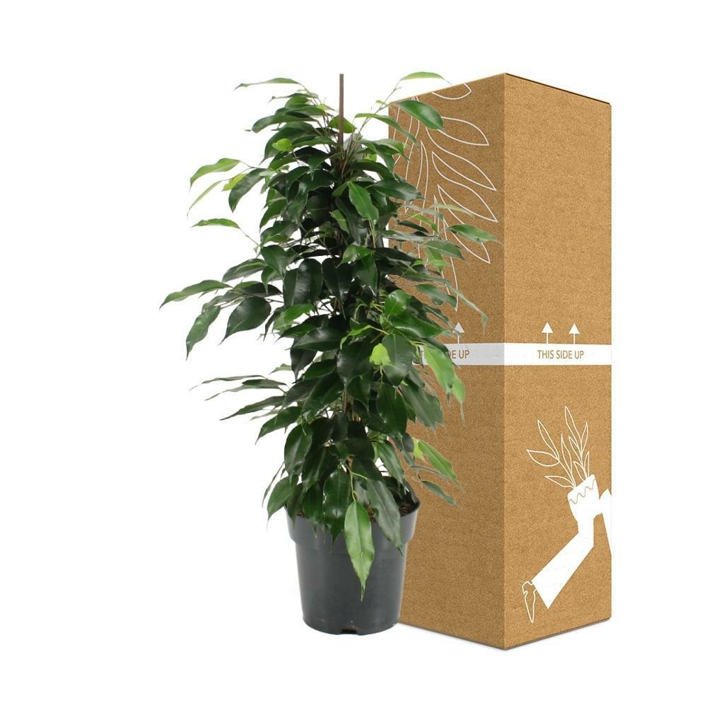 Plante d'intérieur - ficus benjamina danielle 70.0cm