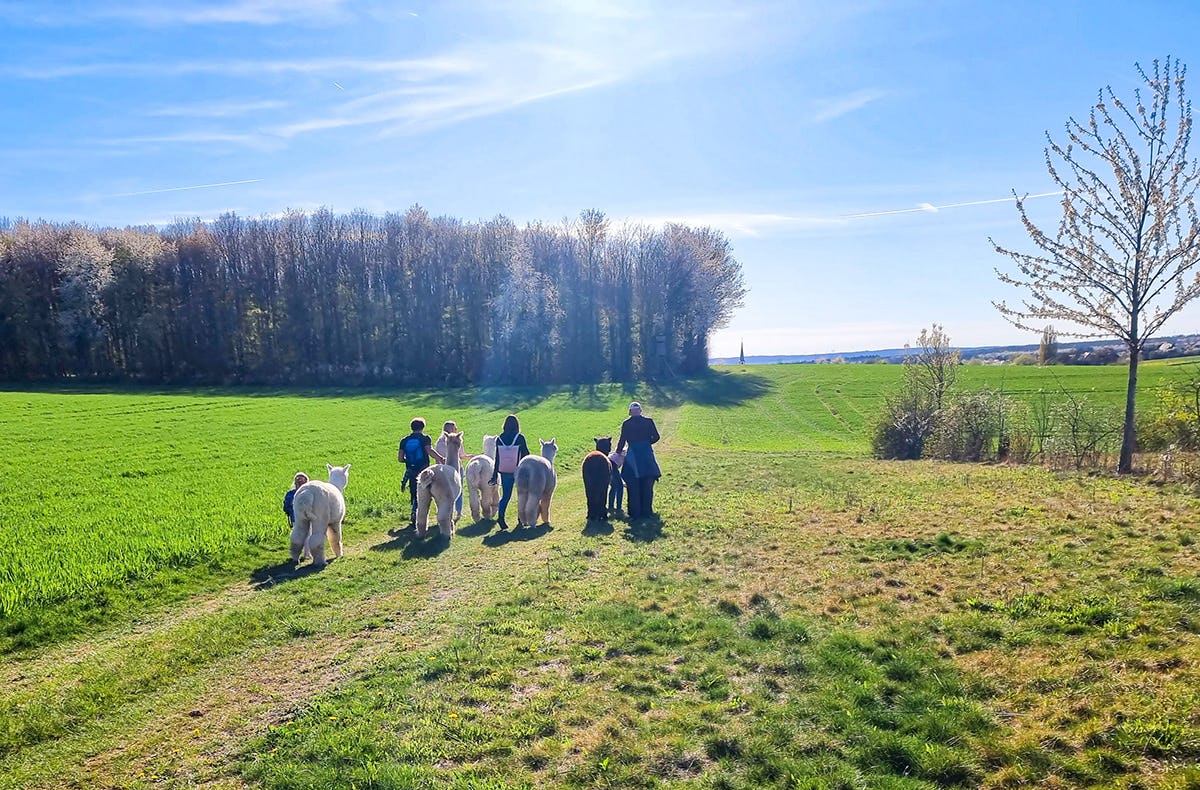 Alpaka Wanderung Dipbach