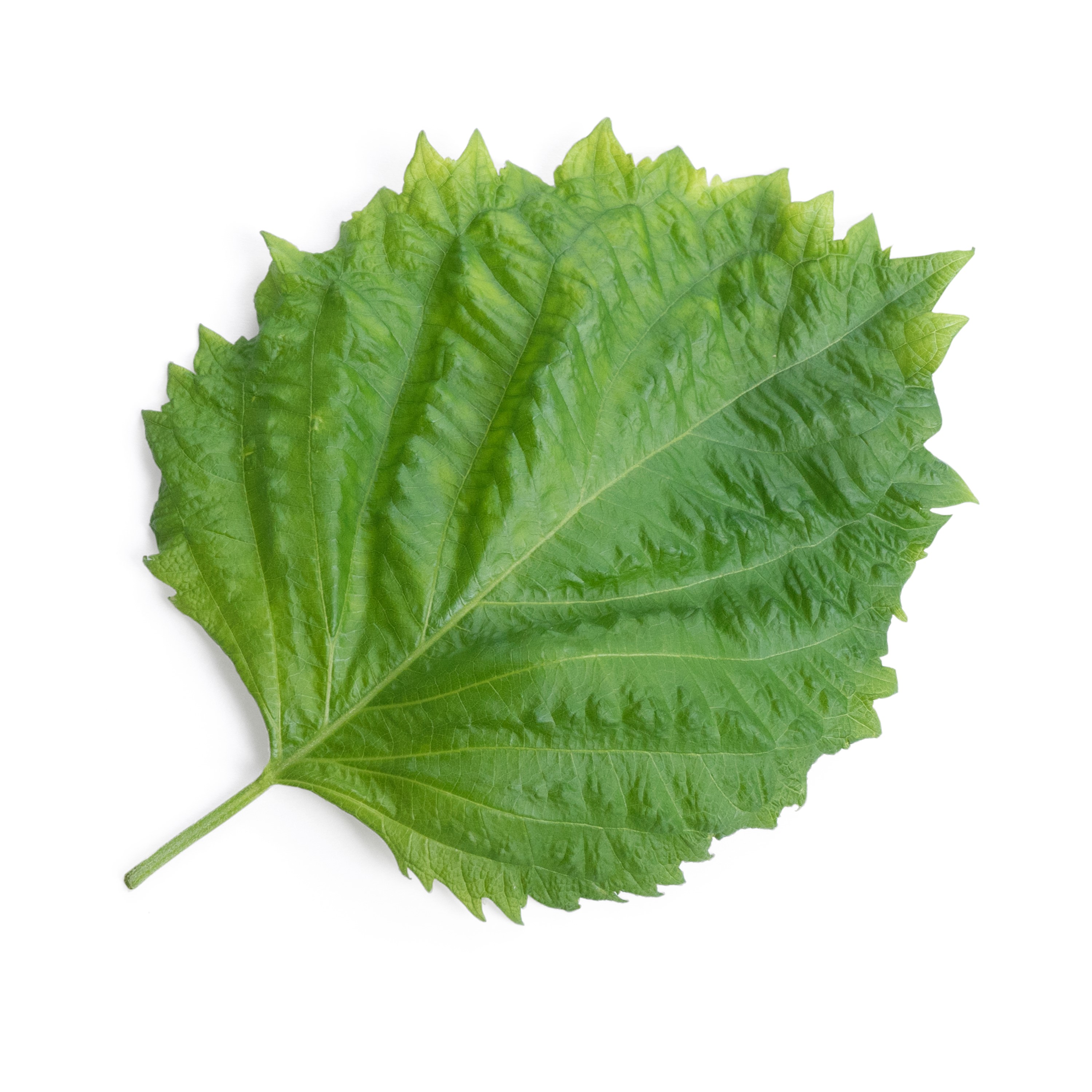 Lingot shiso vert bio - recharge prête à l'emploi