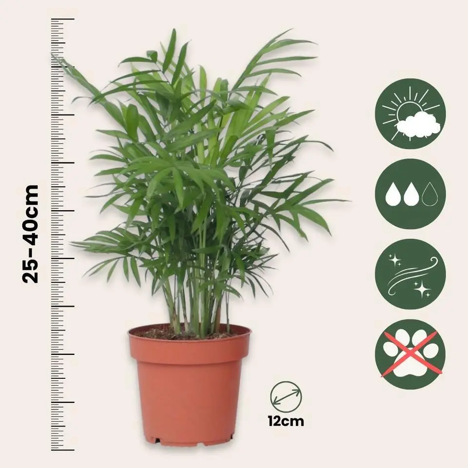 Kamerplantenset - Set van 4 - Hoogte 25-40cm - ⌀12cm