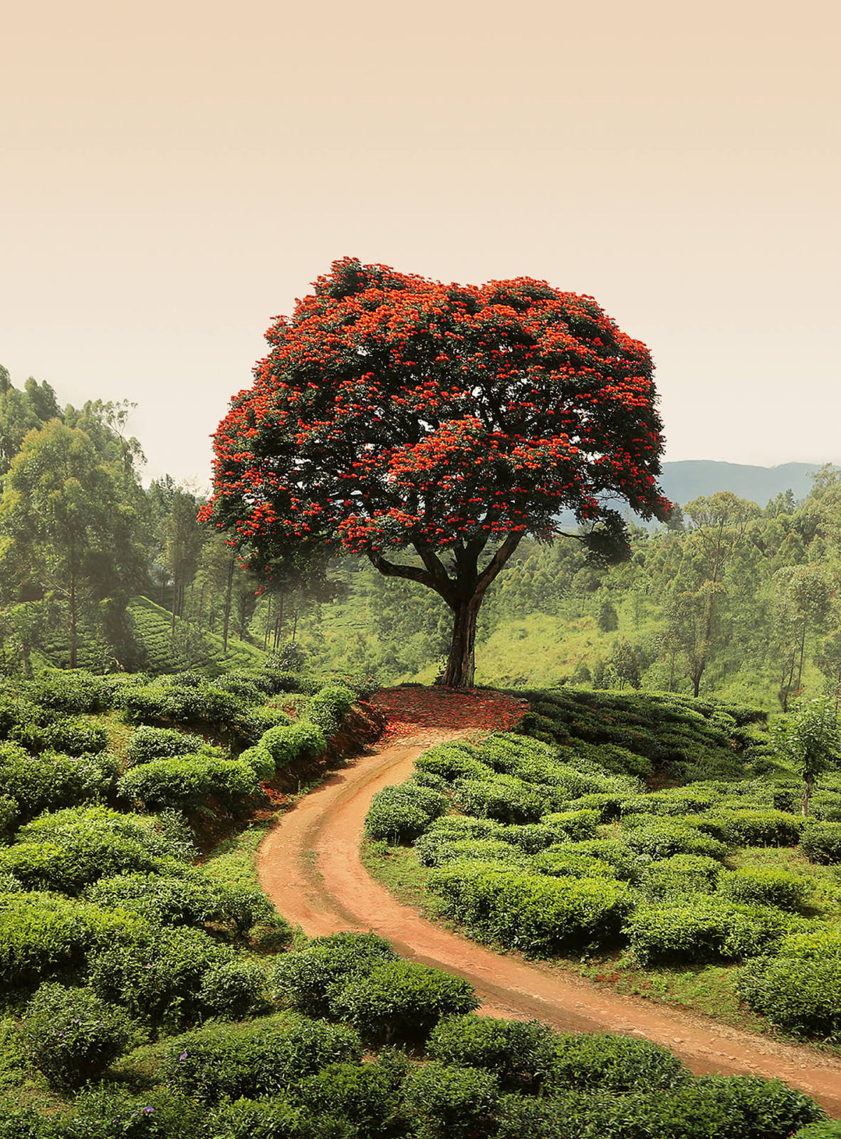 Fototapete DESIGNWALLS 2.0 - grün-rot - Baum - 2,6 Meter