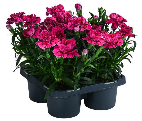 Garten-Nelke, verschiedene Farben, 4er-Set