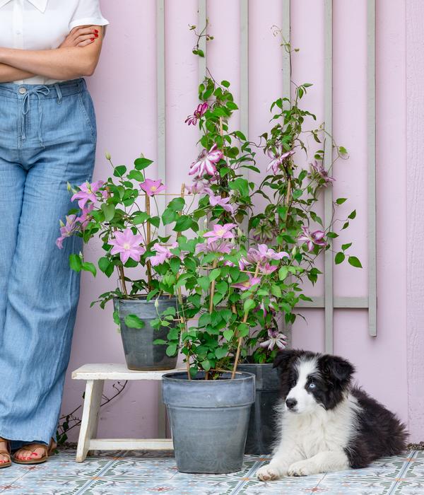 Waldrebe - Clematis, Rankhilfe
