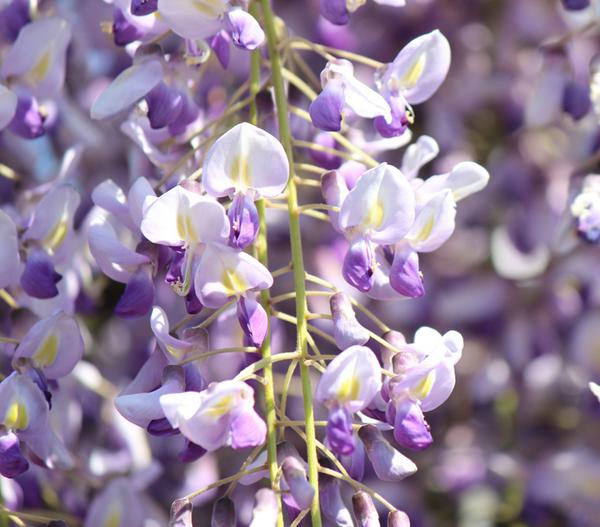 Blauregen 'Amethyst Falls®'