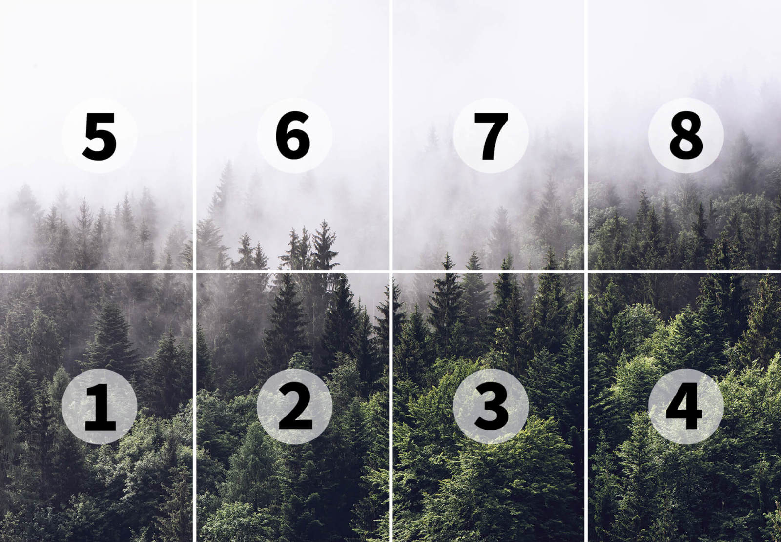Fototapete DESIGNWALLS 2.0 - grün-weiß - Wald - 2,5 Meter