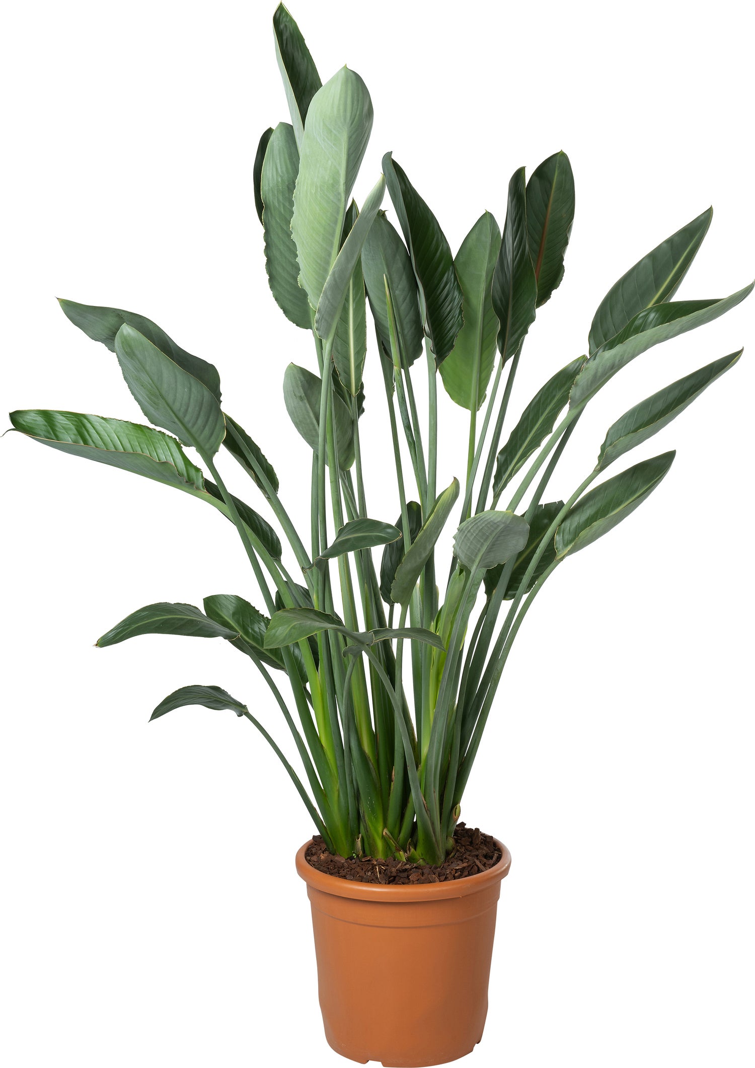 Paradijsvogelbloem (Strelitzia reginae) D 30 H 62 cm
