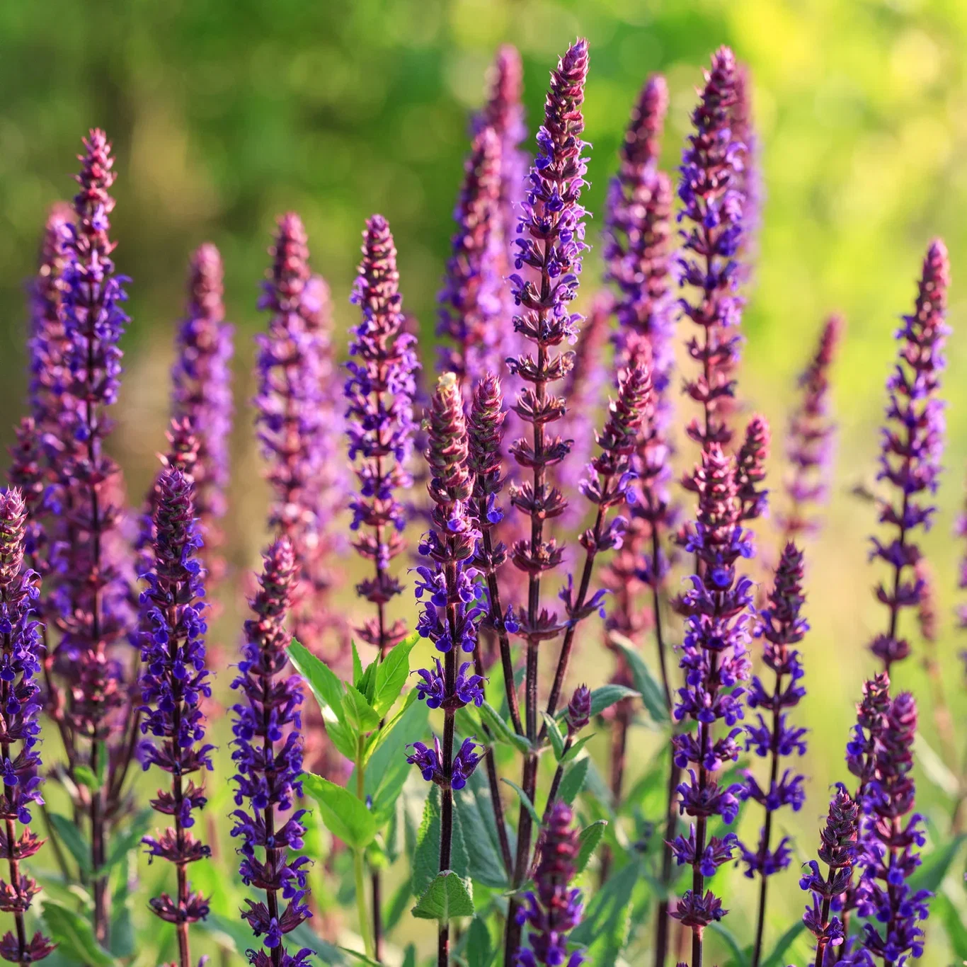 Salvia nemorosa 'Caradonna' Steppesalvie 'Caradonna' Ø17 cm