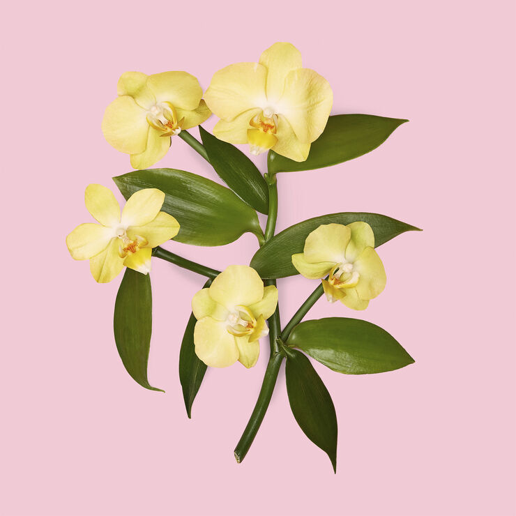 Gucci Flora Gorgeous Orchid Eau de parfum