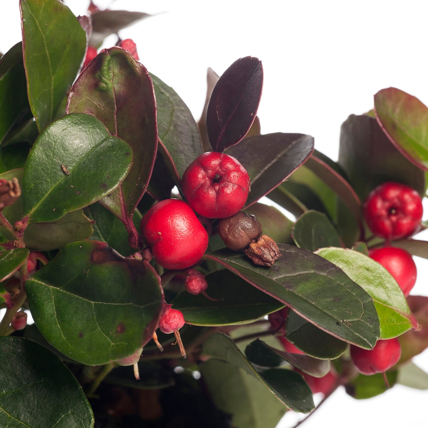 Schaal met Bergthee (Gaultheria) D 23 H 20 cm