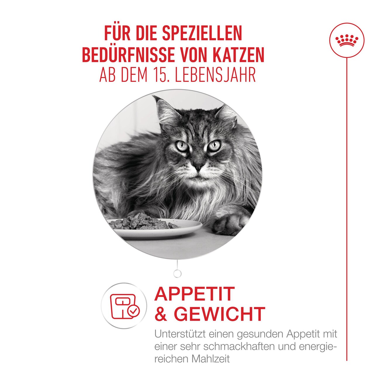 ROYAL CANIN Nassfutter Katze, Senior Agening 15+, Sauce 12x85 g