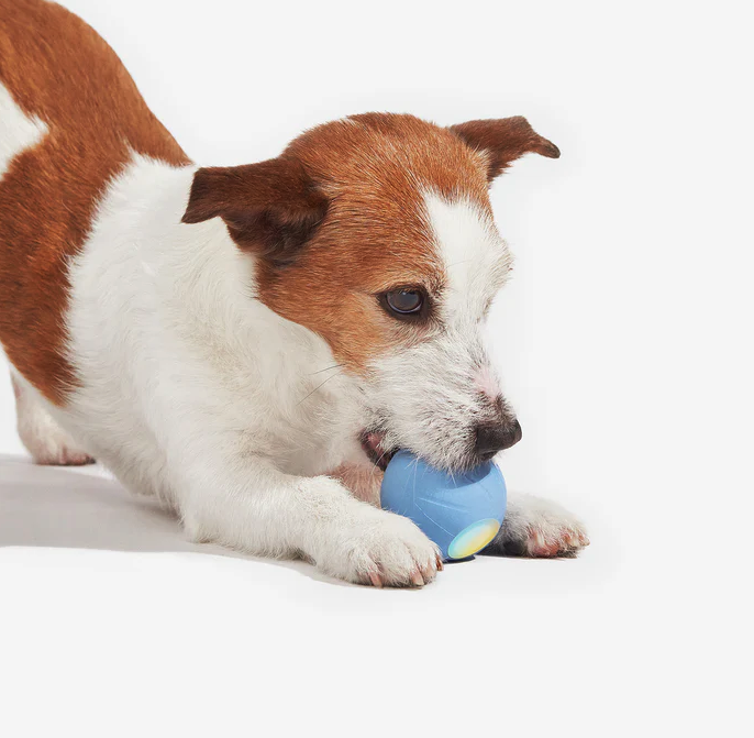 (Ø56mm) Wicked Ball SE Interaktiver Hunde Ball Haustier Spielzeug mit 3 Spiel Modi / LED Anzeige / Soundeffekte (CBS0101IT) - Blau