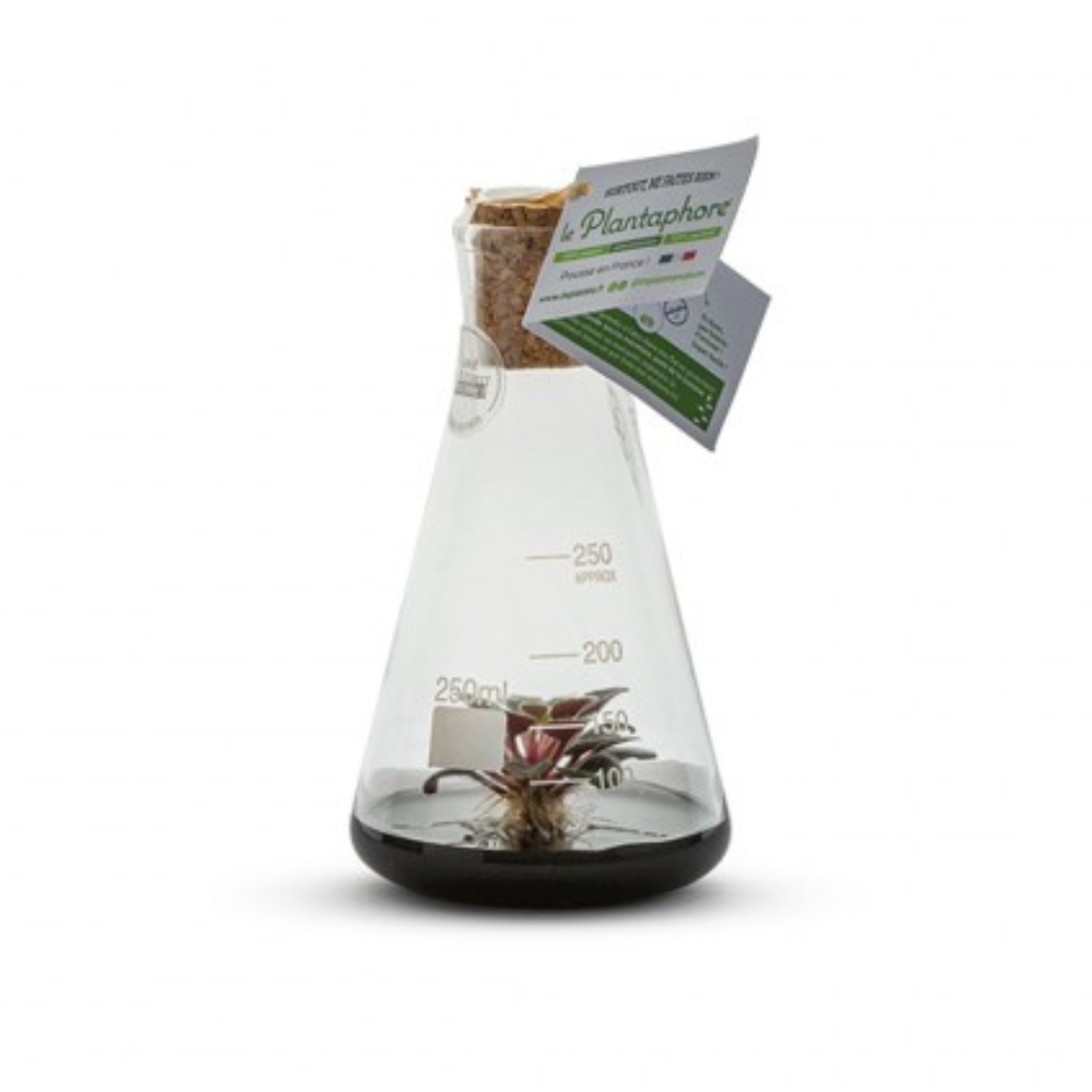 Plantaphore erlen 250 ml noir - st paulia