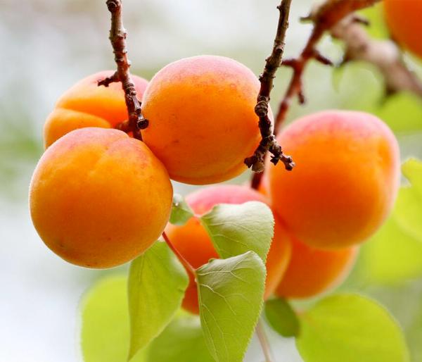 Zwergaprikose 'Orange Beauty'