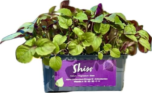 Supergrün's BIO Shiso bicolor