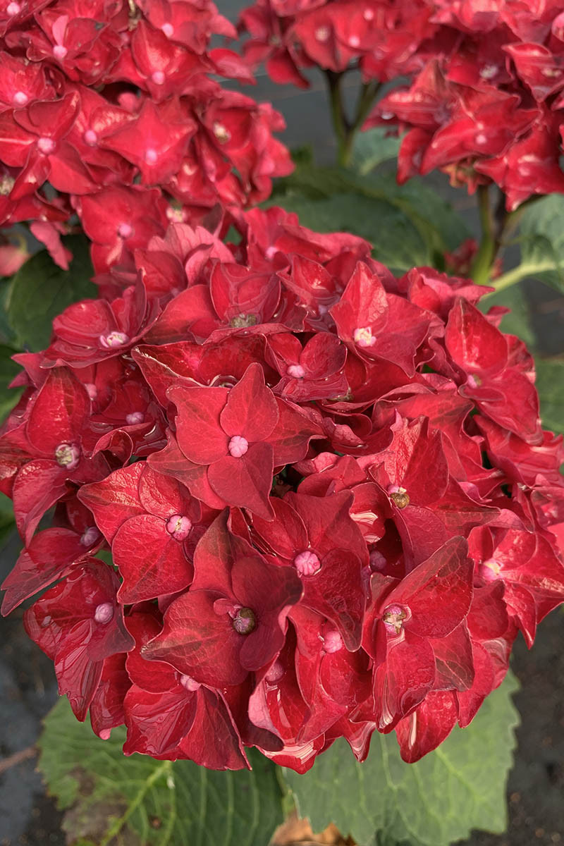 Hortensia macrophylla 'firewings' ? - 5l