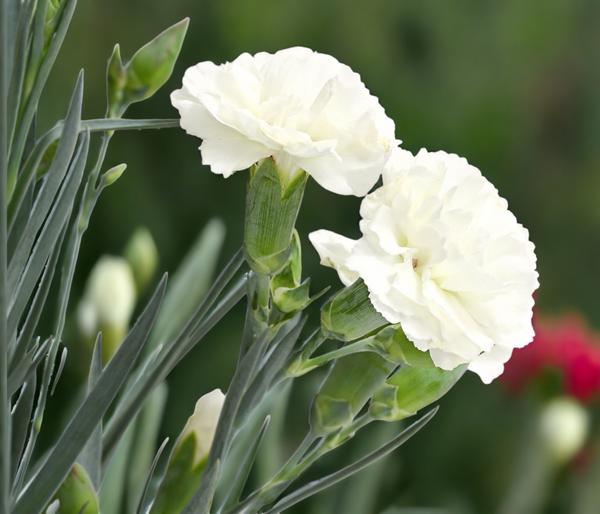 Garten-Nelke 'Devon Cottage', verschiedene