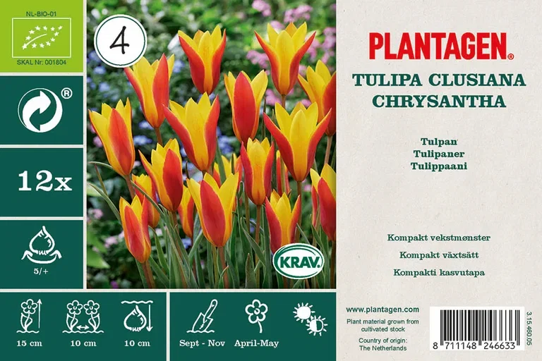 Tulipa clusiana f. diniae Tulipa clusiana var chrysantha BIO