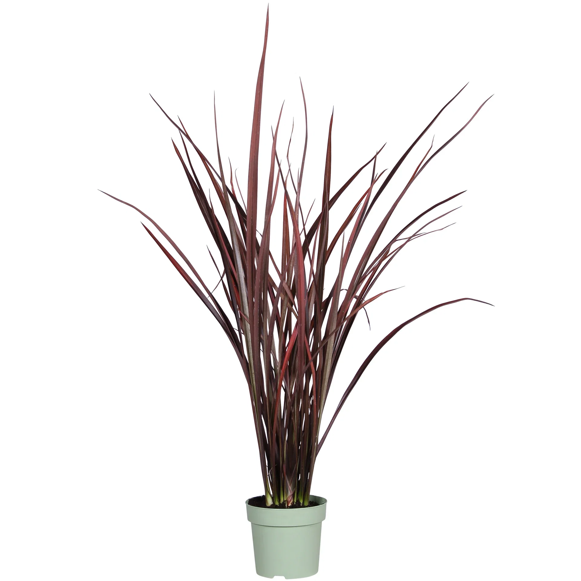 Phormium 'Amazing Red' Newzealandsk lin 'Amazing Red’ Ø14 cm