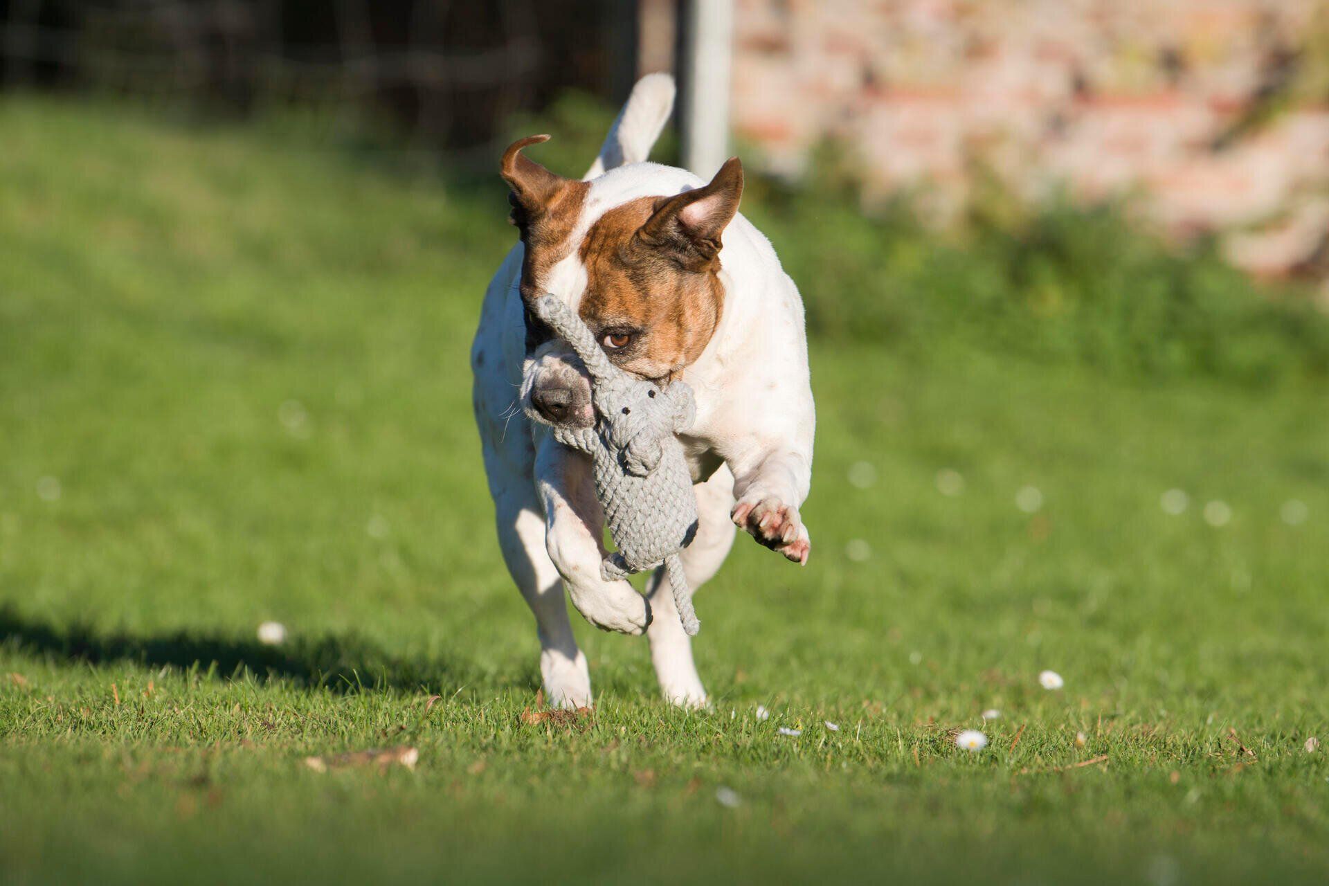 Hundespielzeug Elton Elefant - Laboni