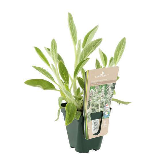 Epiaire laineux : godet vert