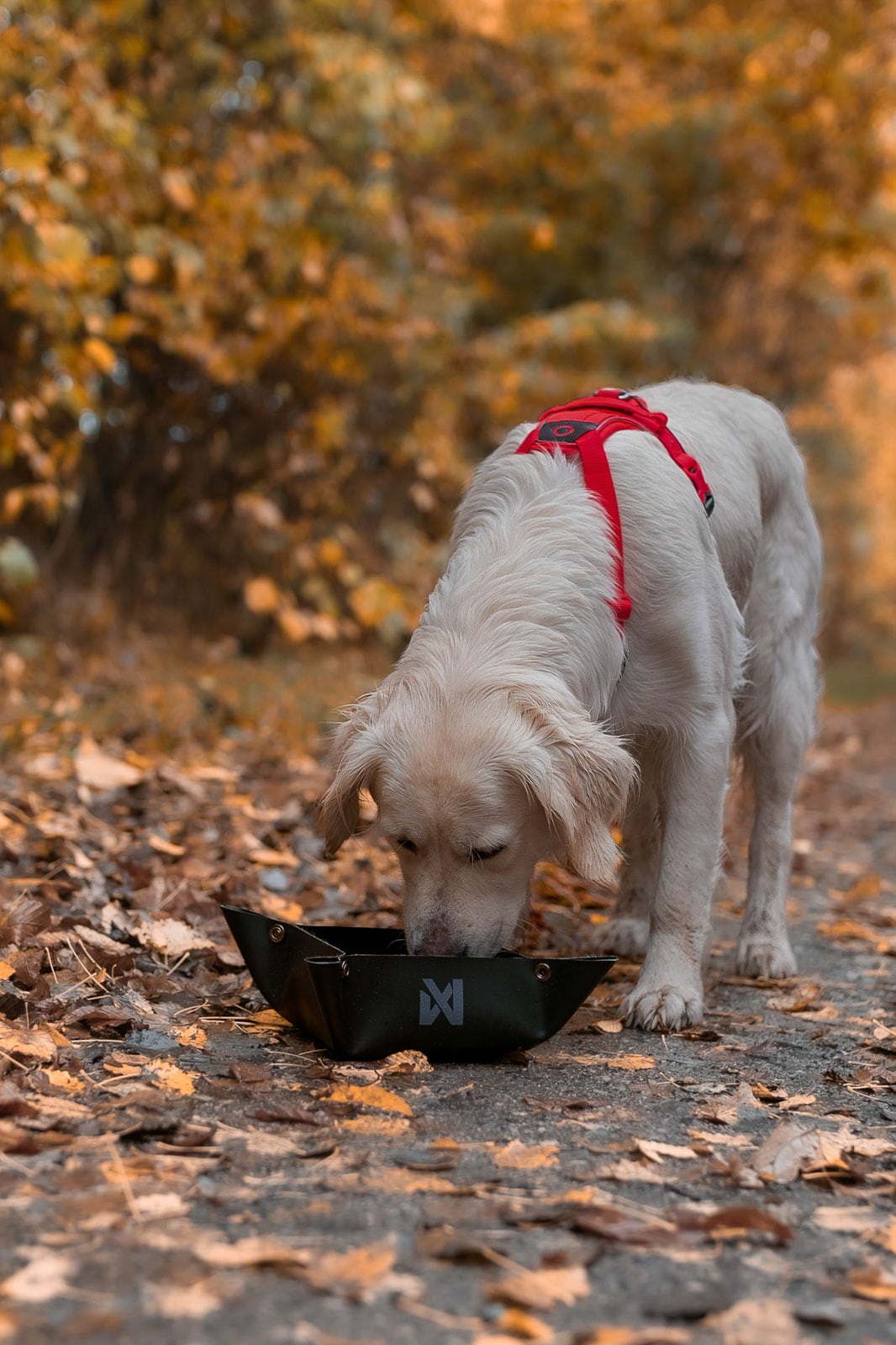 Kjøp Non-Stop Dogwear Trekking Bowl fra Hekta på tur!