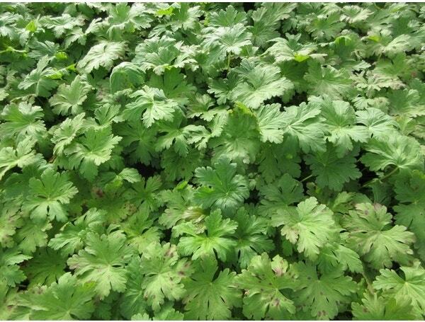 Ooievaarsbek (Geranium macrorrhizum 'Bevan's Variety') D 9 H 25 cm