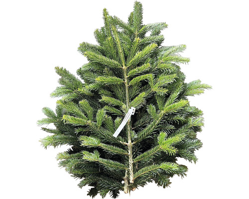 Dennengroen, Nordmannspar, snijgroen, handgebonden bundel, groot, ca. 2,5 kg