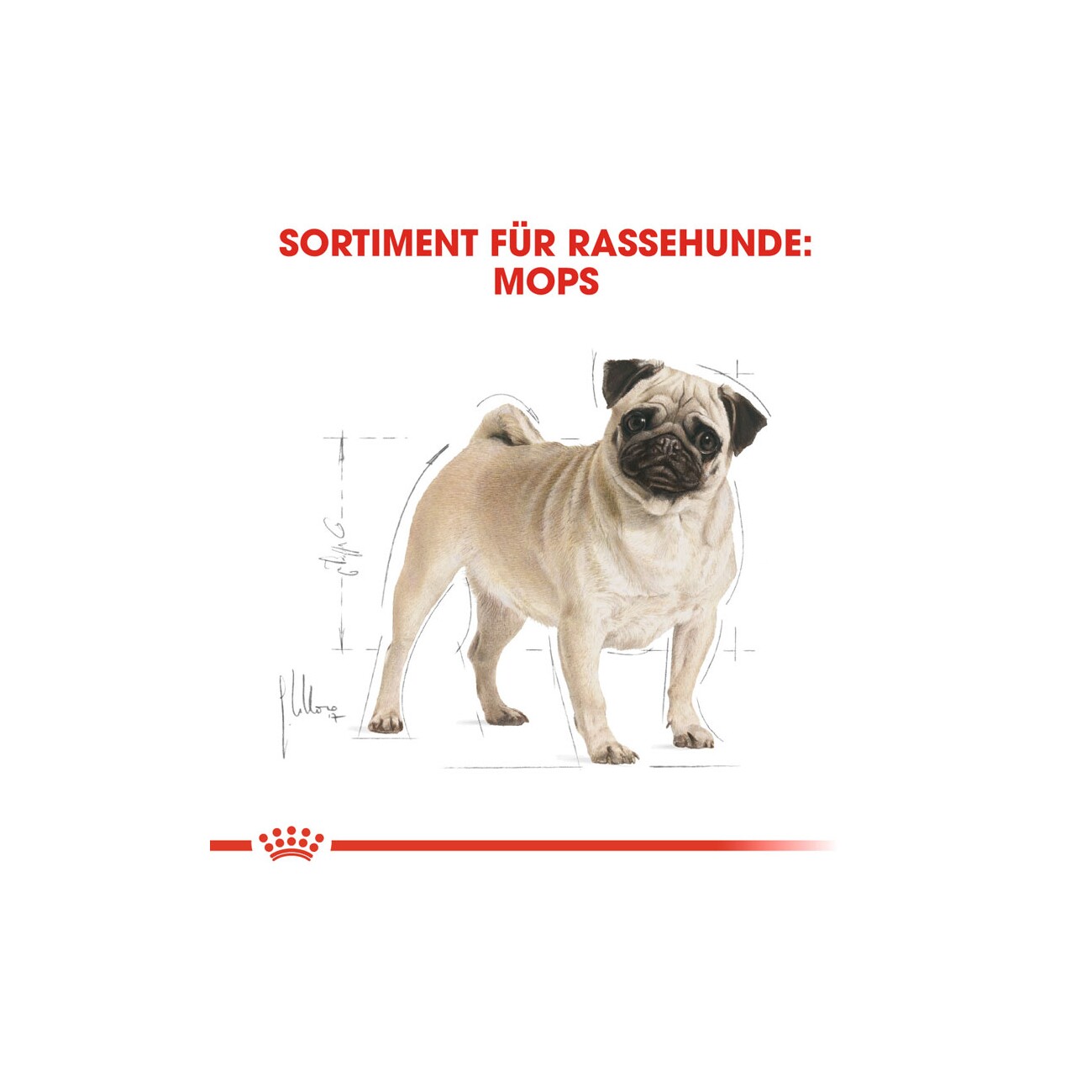 ROYAL CANIN Mops Adult 1,5 kg