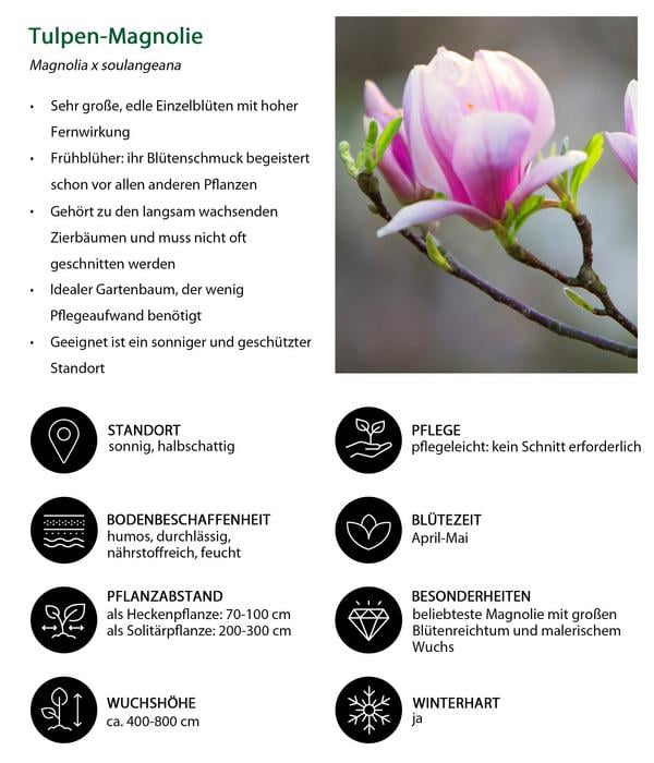 Blütenhecke Impress, 4-teilig