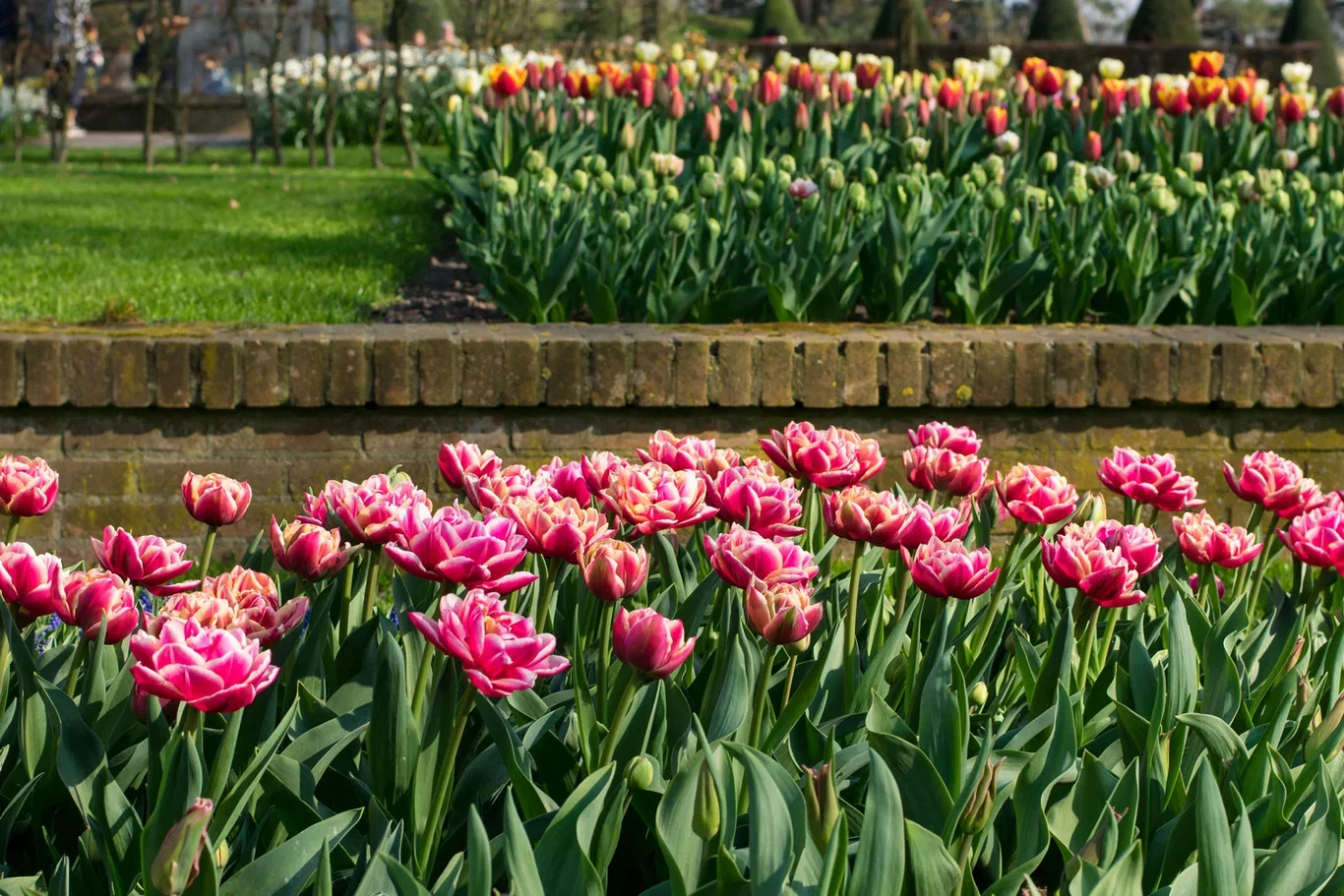 Tulipa gesneriana 'Columbus' Tulipan 'Columbus'