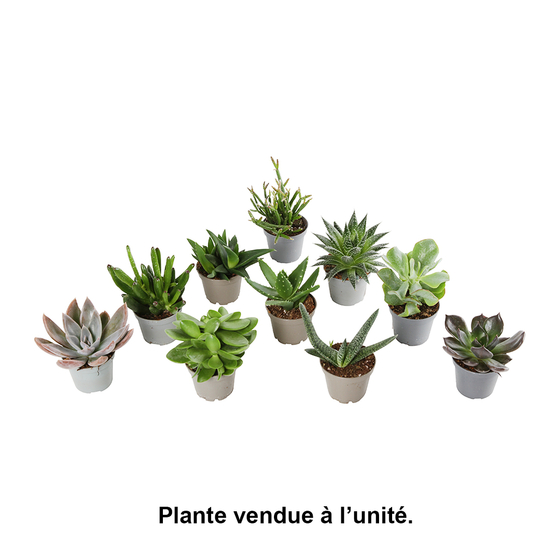 Succulentes : Pot d5.5cm - Variétés variables