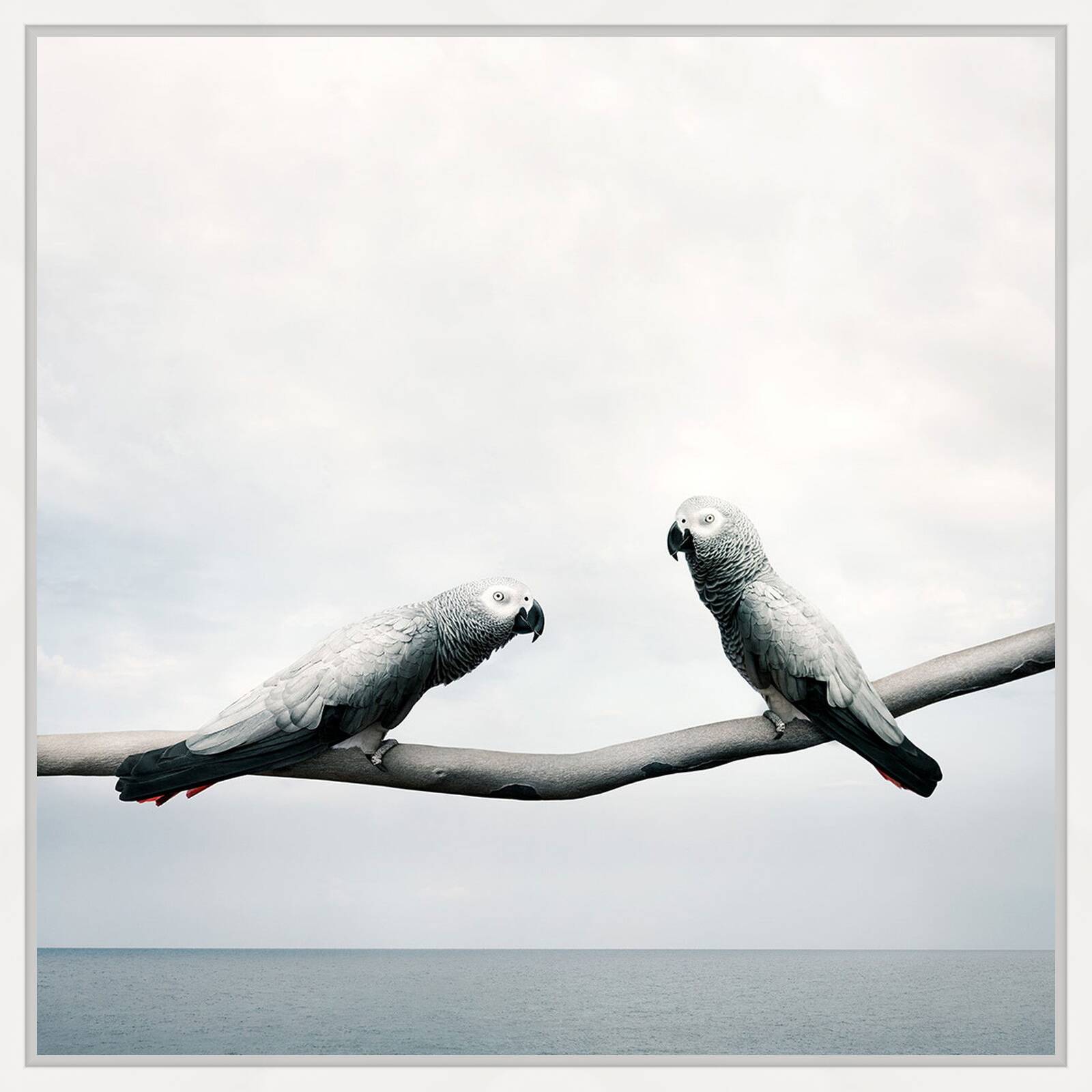 Grounded Gray Parrots by Alice Zilberberg - Limited Edition. Edition of: 150. Signed.