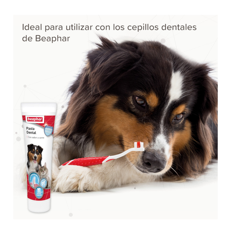 Pasta de dente Beaphar para cães e gatos