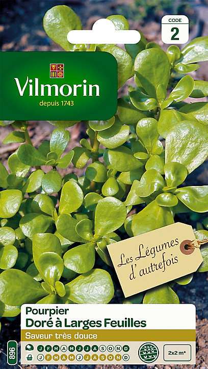 Graines de Pourpier Doré à Large Feuille Vilmorin
