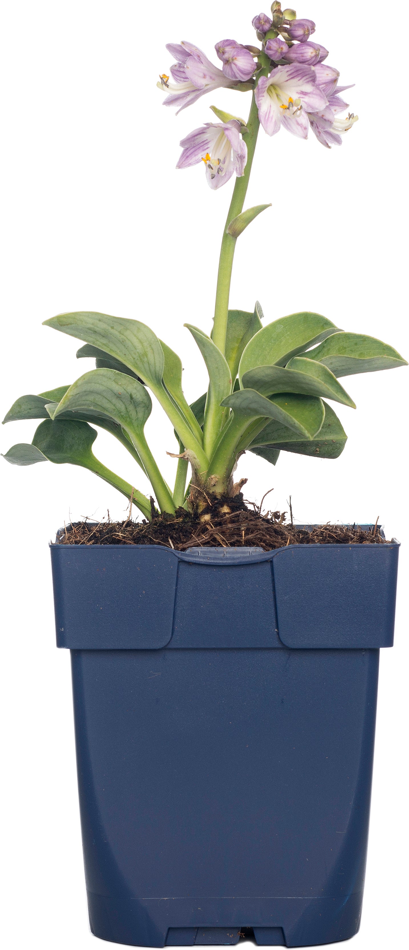 Hartlelie (Hosta tardiana 'Halcyon') D 11 H 10 cm