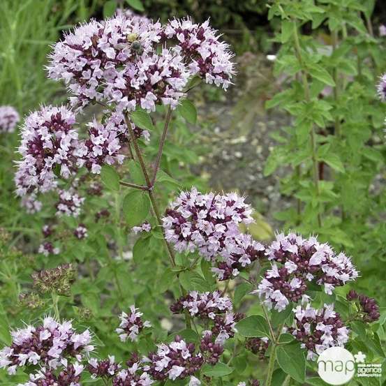 Plant d'origan : pot de 1 litre