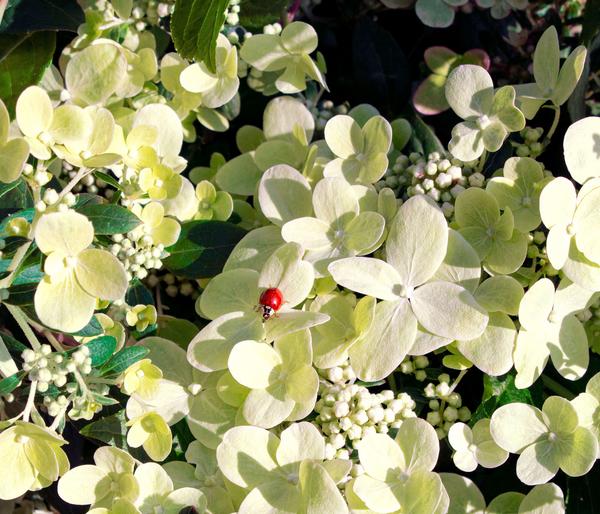Rispen-Hortensie 'Switch® Ophelia'