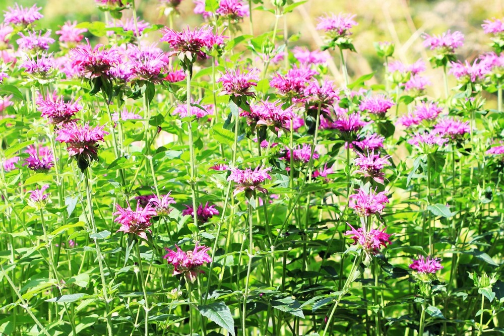 Kit cadeau - monarde - 20 graines - monarda didyma