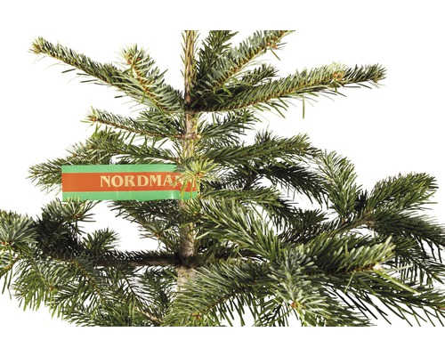 Nordmann spar GOLD H 130-170 cm, gekapte kerstboom uit duurzame teelt