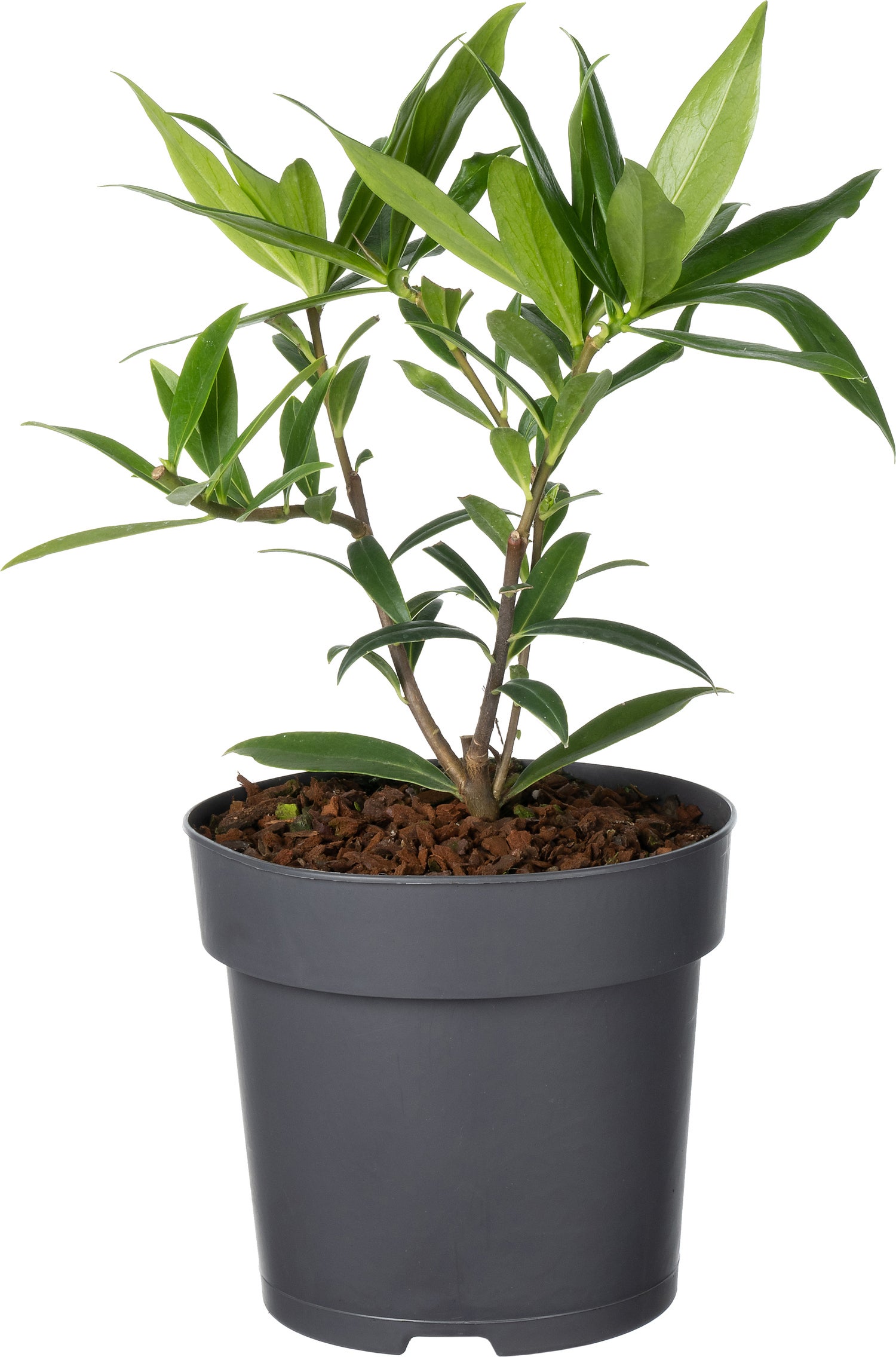 Peperboompje (Daphne odora 'Perfume Princess') D 15 H 25 cm