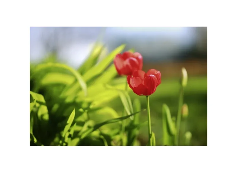 Samyang MF - Teleobjektiv - 85 mm - f/1.4 MK2 - Fujifilm X Mount
