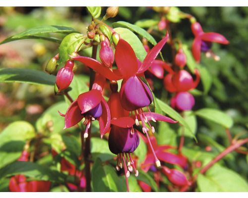 Fuchsia FloraSelf Fuchsia Cultivars Ø 18 cm pot